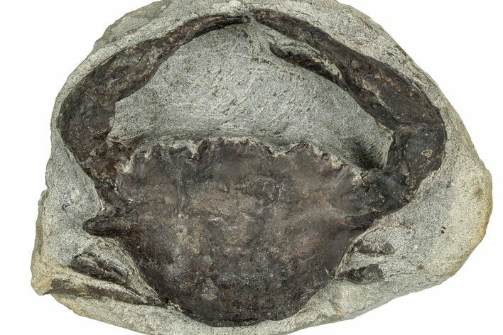 Eocene Fossil Crab (Meandercampus) - Washington State #349491